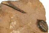 Uncommon Pseudocryphaeus (Cryphina) Trilobite - Lghaft, Morocco #382858-4